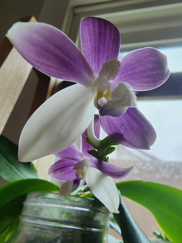 Purple and white Phalaenopsis orchid with green leaves and three blossoms