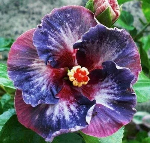 50 Silver Pink Purple Hibiscus Flower Seeds Perennial Blooming Garden Plant Flowering Plants