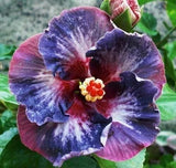 50 Silver Pink Purple Hibiscus Flower Seeds Perennial Blooming Garden Plant Flowering Plants