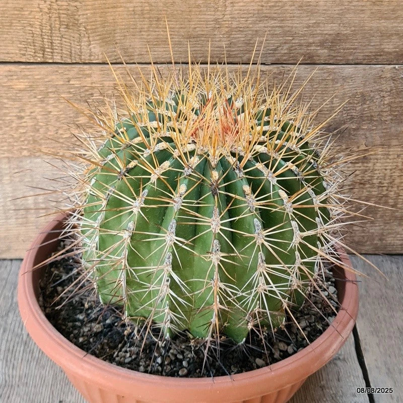 D5855 FEROCACTUS ALAMOSANUS pot25-H18-W21 cm MaMa Cactus Green Plant