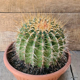 D5855 FEROCACTUS ALAMOSANUS pot25-H18-W21 cm MaMa Cactus Green Plant