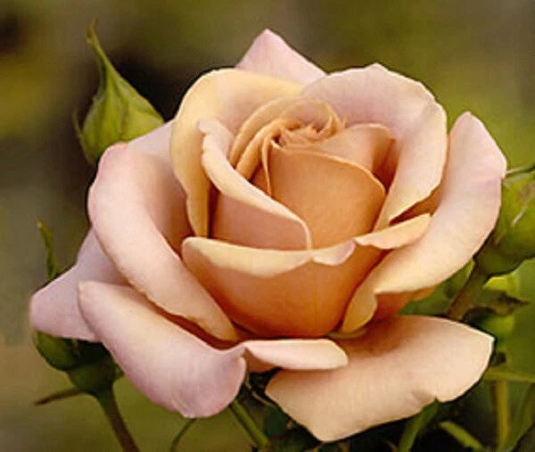 Rose cutting with peach-cream bloom and green leaves