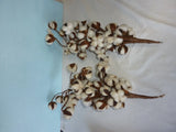 Two Bunches Of Natural Dried Cotton Stems - 18 Inch Real Cotton Blossom Dried Flower