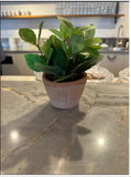 Artificial Greenery Eucalyptus Plants for Shelf Desk Small Potted Fake Plants Green Plant