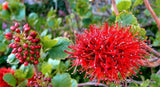 EXOTIC GREYIA SUTHERLANDII @@ rare Natal bottlebrush Tree tropical seed 10 seeds Orchids
