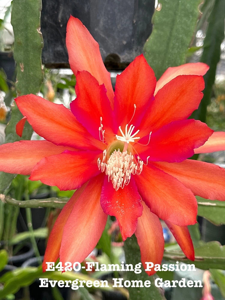 Epiphyllum orchid cactus flower in 4-inch starter pot, bright orange-red petals