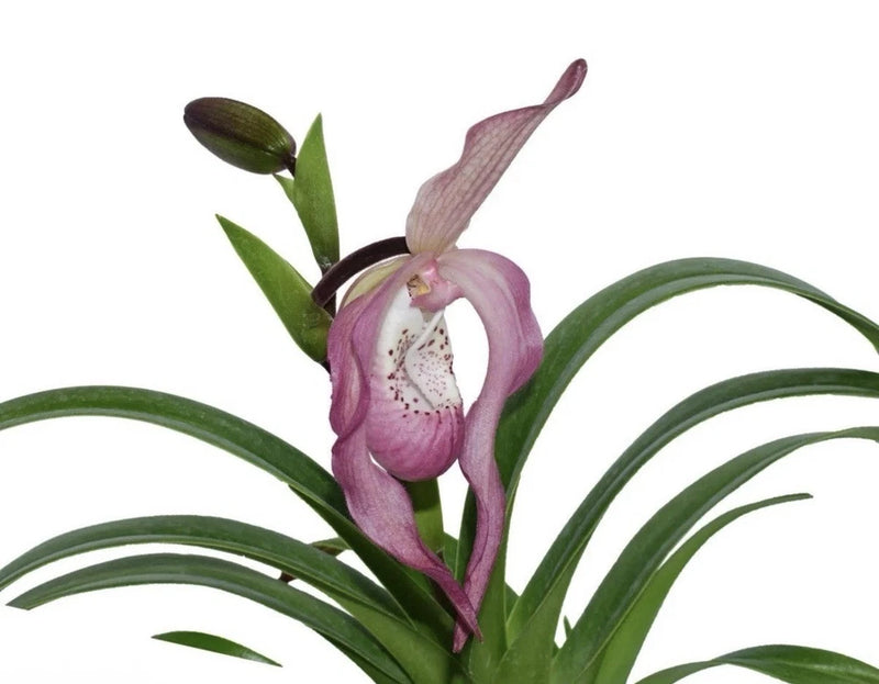 Pink and white lady slipper orchid with green leaves