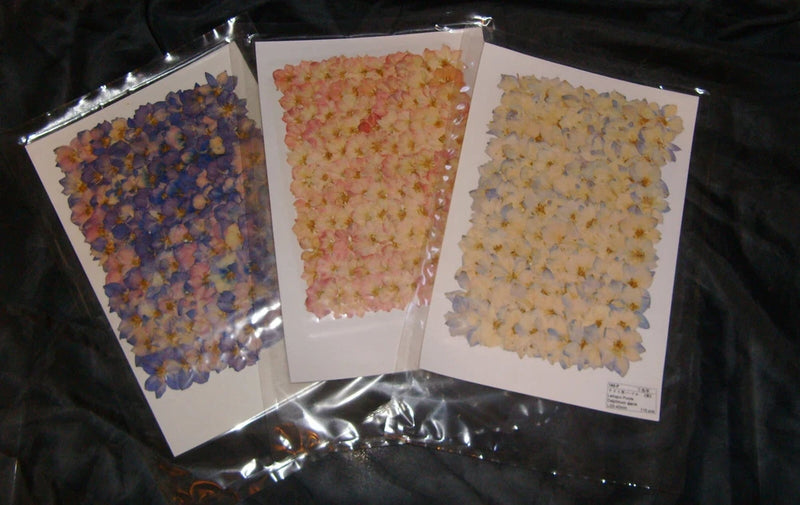 Pressed larkspur dried flower set of 3 sheets with blue, pink, and yellow blooms