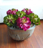 6 Sleep lotus Succulent Mini Plants Artificial Plastic Grass (two colors) Green Plant