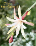 3 THIRTY SNOWFLAKES Epiphyllum Orchid Cactus Succulents Orchids