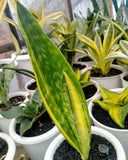 Sansevieria Tiger Stripe Variegated Ð Rare Snake Plant Green Plant