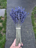 Dried Royal Velvet English Lavender Bunch| Sequim WA Farm | 2025 Harvest 12-15" Dried Flower