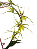 1 Qt Brassidium Gilded Urchin 'Ontario' Y196 Orchid in Spike Orchids