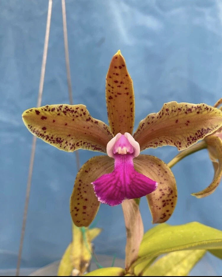 Purple orchid bloom with speckled yellow-brown petals and prominent magenta lip
