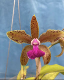 Cattleya bicolor measuresiana 4Ó Fresh Repot Purple Pink Fragrant Orchid Species Orchids