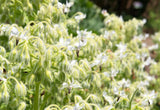 50 WHITE BORAGE Borago Officinalis Bianca Herb Flower Seeds Flowering Plants