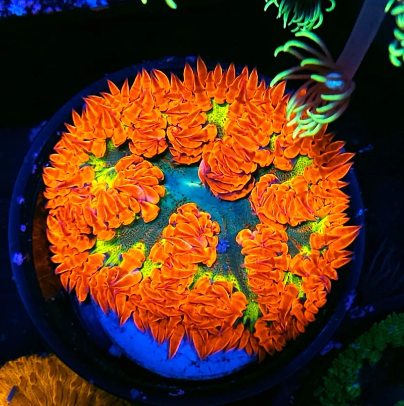 WYSWYG Ultra Red Rock Flower Anemone Anemone