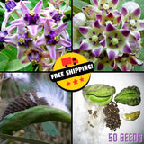 Calotropis Gigantea Purple - Giant Milkweed - Crown Flower - 50 Seeds- Ayurvedic Flowering Plants