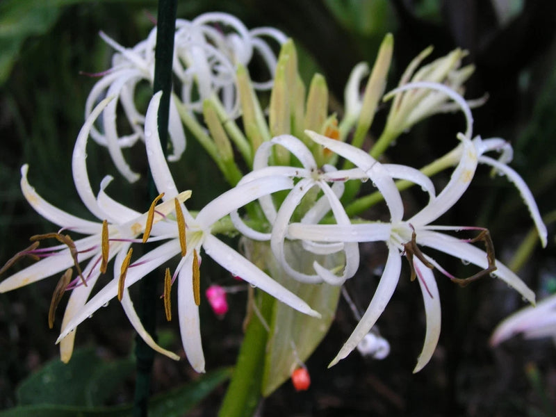 White Asiatic lily blossoms with long curved petals and visible yellow stamens