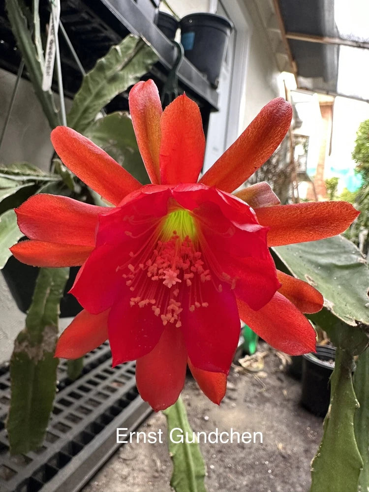 Epiphyllum orchid cutting with vivid red, spiked petals and yellow center, green pads