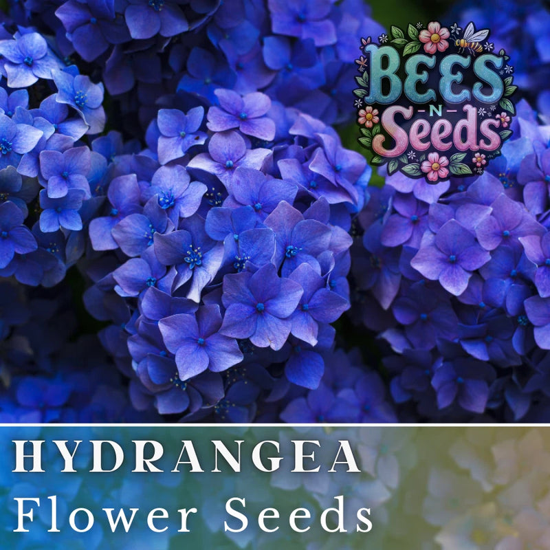 Muse Blue Hydrangea Seeds 85 or 250 Seeds Flower, Flower Seeds, Non GMO Hydrangea