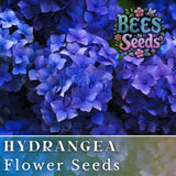 Muse Blue Hydrangea Seeds 85 or 250 Seeds Flower, Flower Seeds, Non GMO Hydrangea