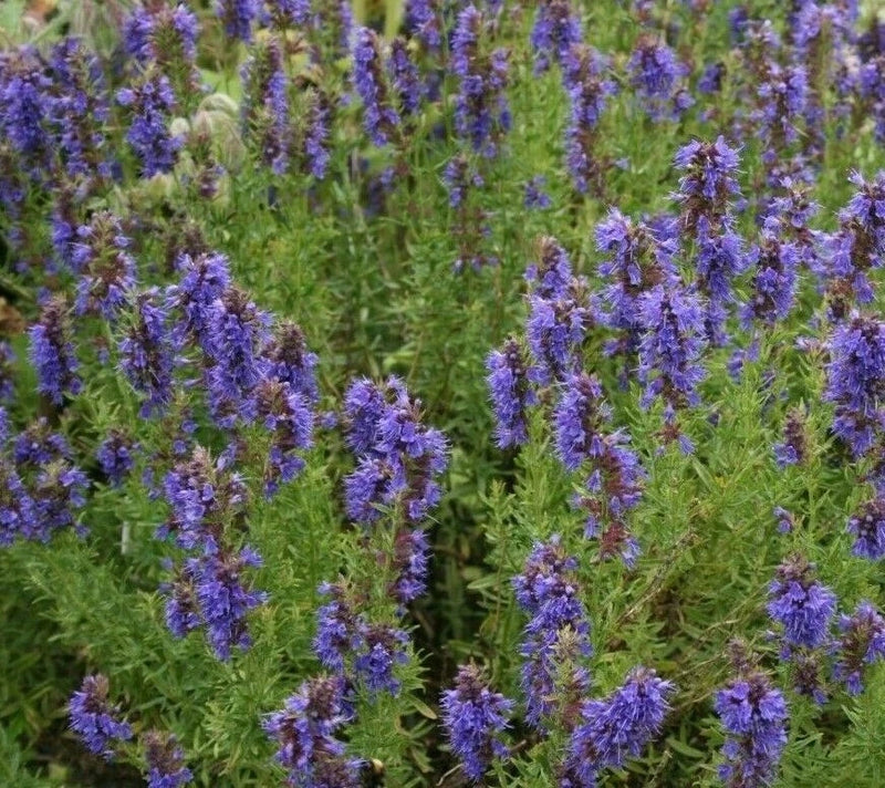 HYSSOP SEEDS 500+ HYSSOPUS OFFICINALIS FLOWER garden PERENNIAL FREE SHIPPING Garden Plants