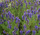 HYSSOP SEEDS 500+ HYSSOPUS OFFICINALIS FLOWER garden PERENNIAL FREE SHIPPING Garden Plants