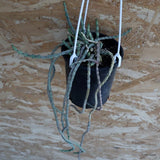 D5339 EUPHORBIA DEBILISPINA pot12-H35-W16 cm MaMa Cactus Green Plant