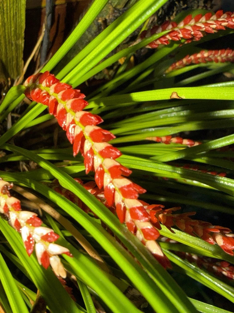 Red and yellow striped dendrochilum orchid blooms among bright green leaves