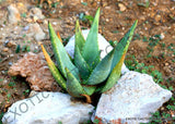 RARE ALOE LITTORALIS @@ exotic succulent cactus seed garden plant agave 15 SEEDS Garden Plants