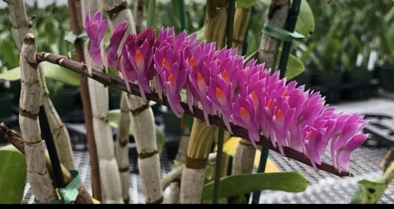 Potted orchid flower spike with purple magenta blooms and green leaves on stems