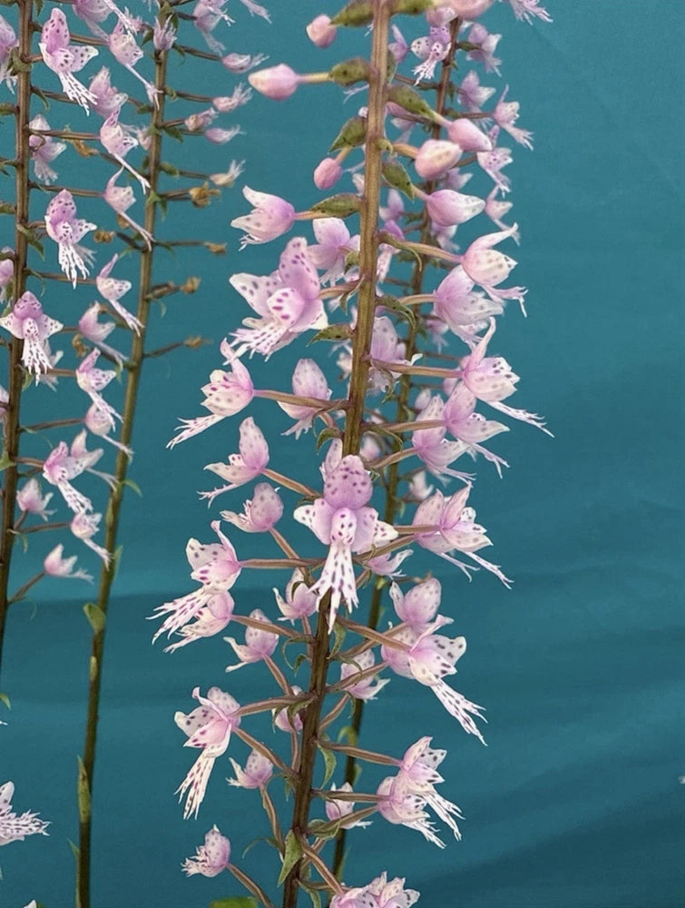 Pink and purple longifolia orchid with dense bell-shaped blooms on tall stems