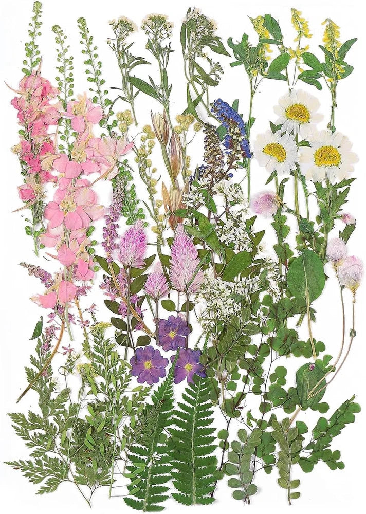 Assorted large dried pressed flowers and leaves for crafts, pink purple yellow green