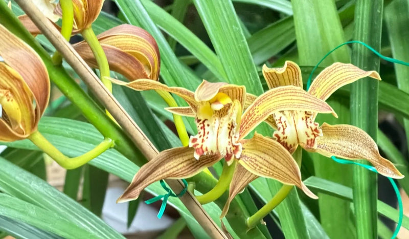 Fragrant cymbidium orchid with yellow petals and red striping, on green leaves