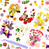 Pressed Dried Flowers for Resin Crafting, Natural Preserved Petals & Leaves for Dried Flower