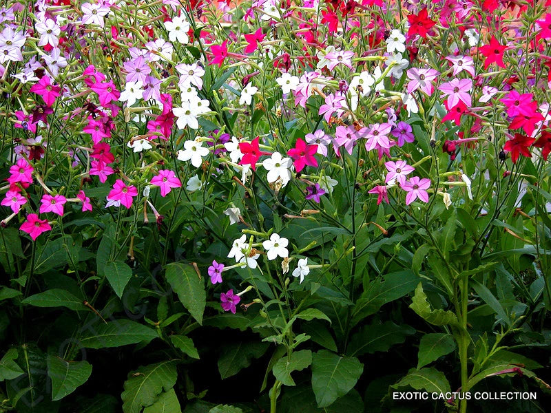 NICOTIANA ALATA mixed color flowering garden plant exotic seed 20 seeds Garden Plants