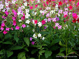 NICOTIANA ALATA mixed color flowering garden plant exotic seed 20 seeds Garden Plants