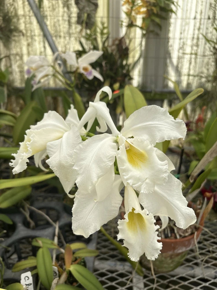 White Cattleya orchid flowers with green leaves, potted orchid plant
