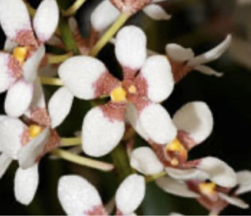 Orchid flower cluster with white petals and pink centers on dark green stems
