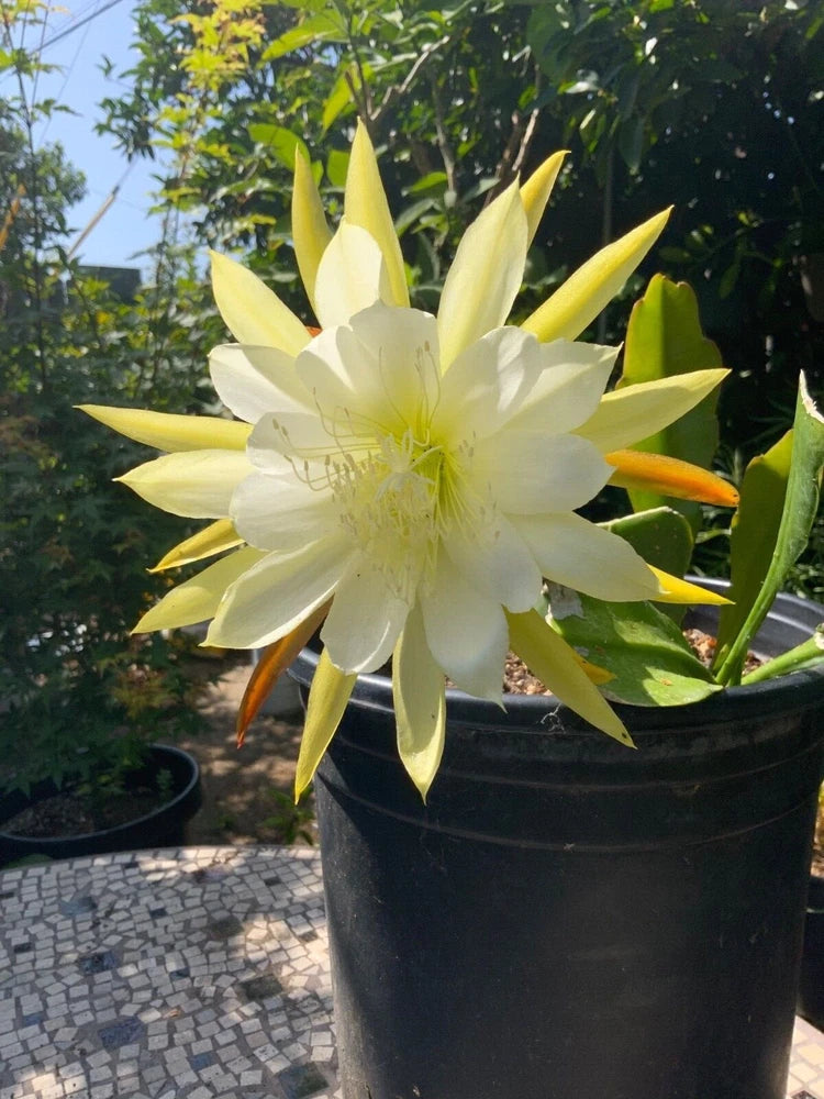 White-yellow Epiphyllum orchid cactus cutting with bloom in black pot