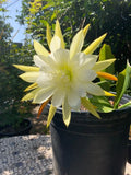 2 cuttings of White yellow Epiphyllum orchid cactus each 5 to 8 inches long Orchids