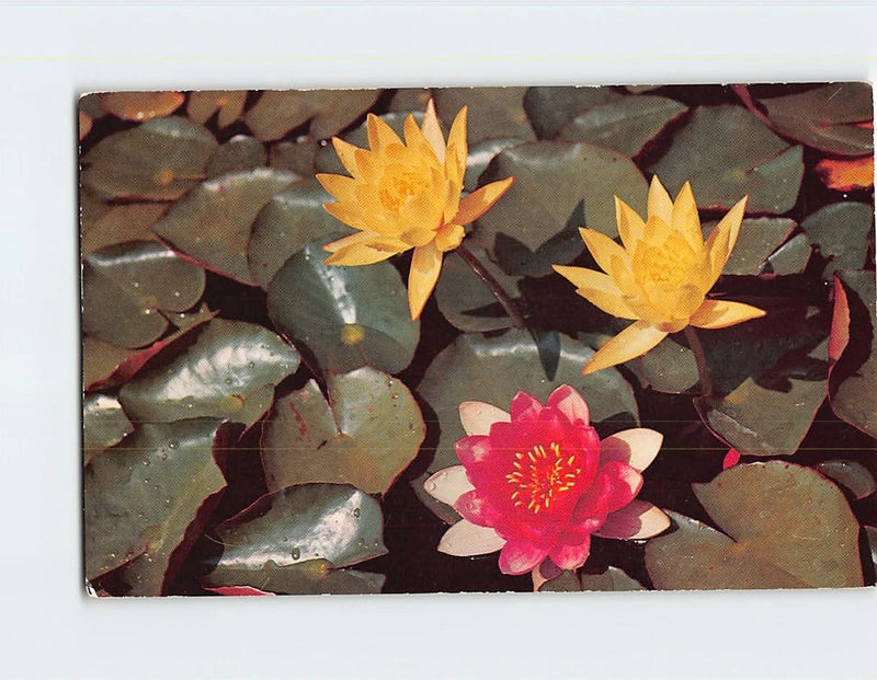 Water lilies postcard with yellow and pink flowers on lily pads