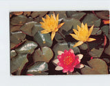 Postcard Water Lilies Lily