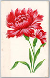 Vintage Carnation Flowers Postcard - Early 1900s Floral Art Unposted Carnation