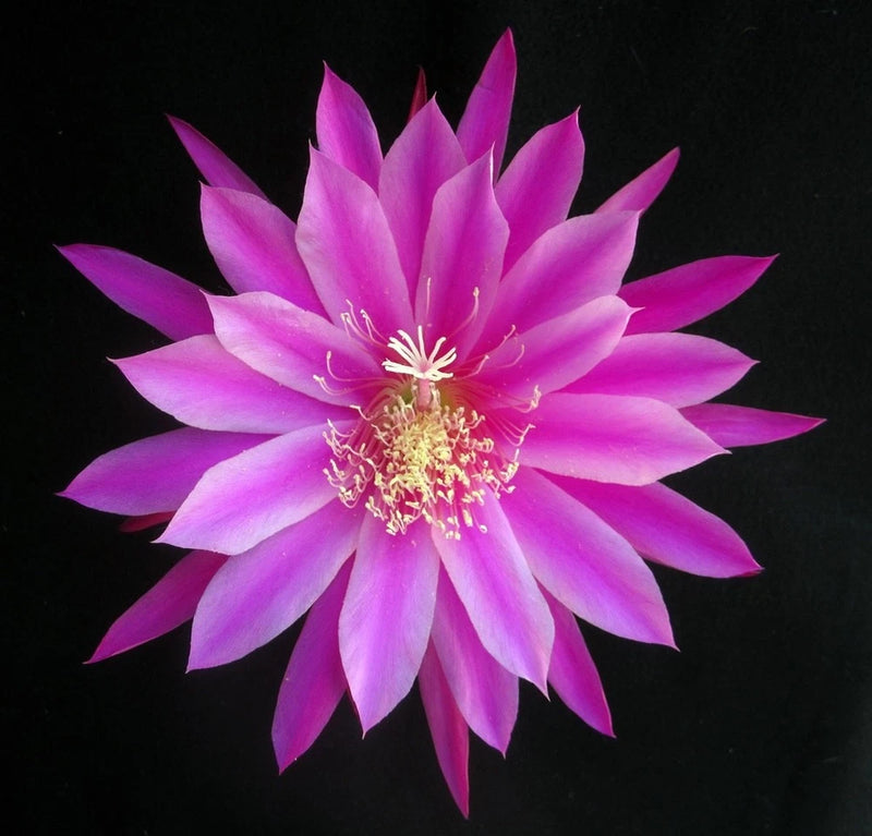 Orchid cactus flower with vivid magenta and pink petals, yellow center