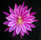 Epiphyllum, Orchid Cactus, " BEIJING ", Don's Quart pots MAR/3 Orchids
