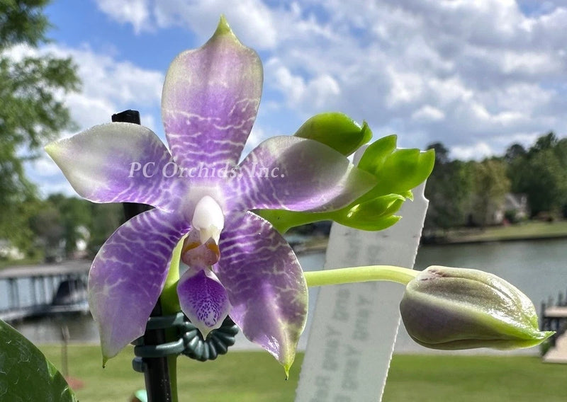 Purple and white orchid flower with thin veins and green leaves on a stem