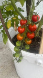 tomatoe plants Orchids
