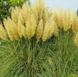 10 Seeds Yellow Pampas Grass Seeds Rare Unusual Stunning flower Pampas Grass
